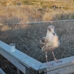 Cambria_0201 (November 05, 2011)